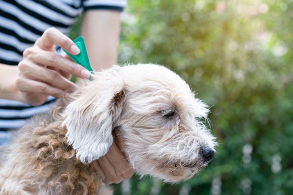 Je hond ontwormen is belangrijk