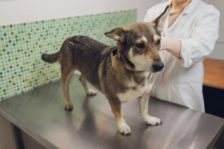 Infection urinaire chez le chien : la reconnaître et la traiter