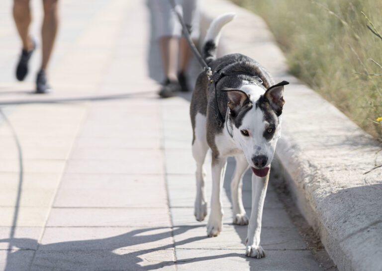 Mon chien boite, mais ne se plaint pas. Que faire ?
