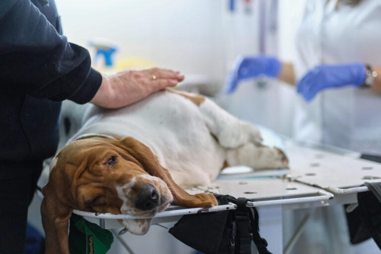 Tout savoir sur la pancréatite chez le chien