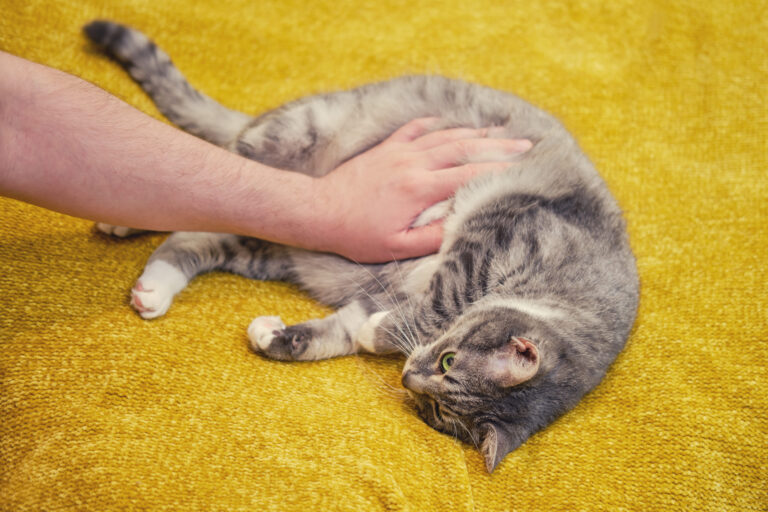 Pronostic de la pancréatite chez le chat