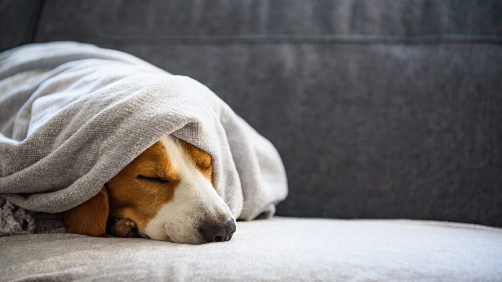 Reconnaître et traiter la fièvre chez le chien