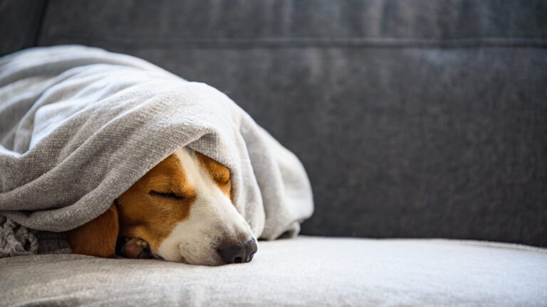 Reconnaître et traiter la fièvre chez le chien