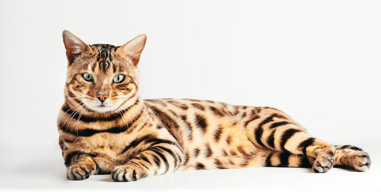 Bengaalse kat