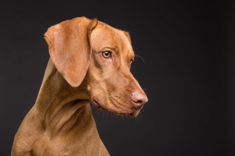 Ataxie bij honden 