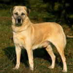 Anatolische herder staat buiten