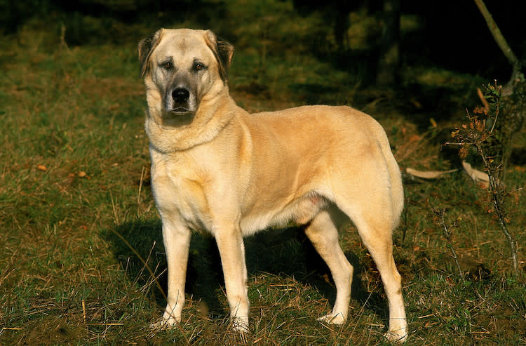 Anatolische herder (Kangal)