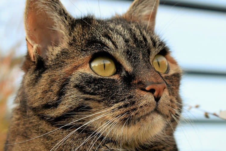 Tumor bij de kat