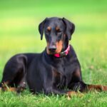 Dobermann ligt buiten