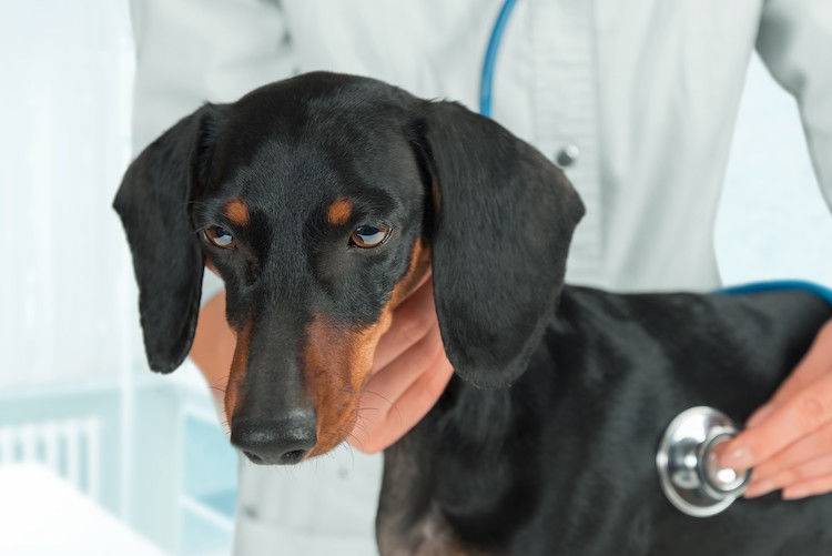 Hepatitis bij honden 