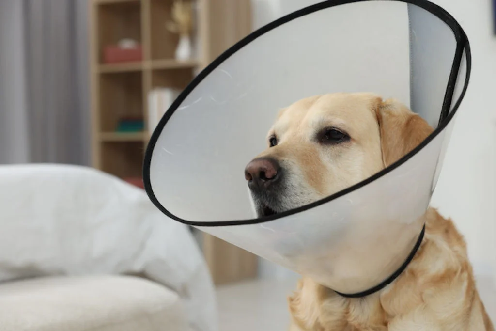Hond draagt een kap 