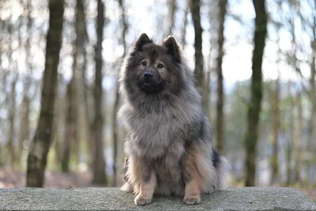 Langharige hond zit op grote steen