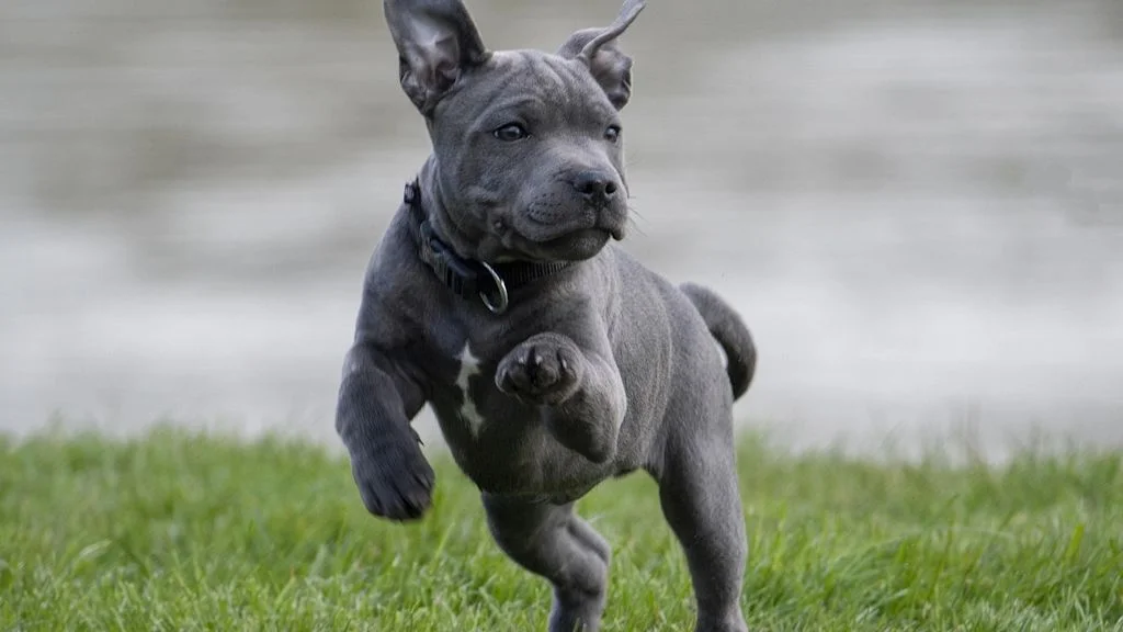 Grijze puppy met halsband rent buiten