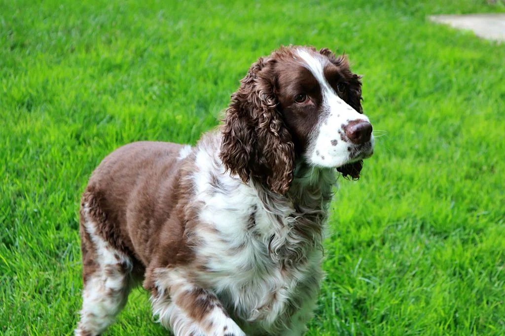Springer Spaniel staat stil in het gras