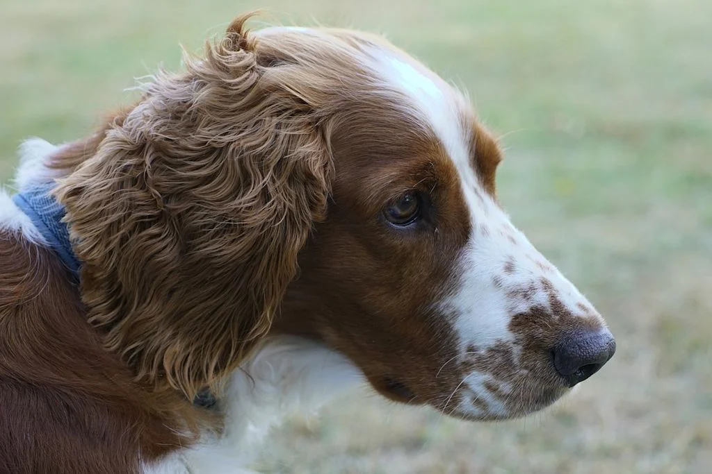 Foto van gezicht van Springer Spaniel met blauwe halsband