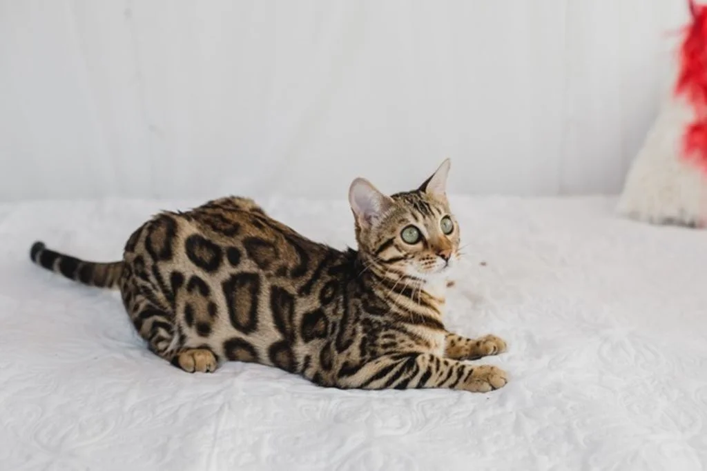 Kitten van de Bengaalse kat