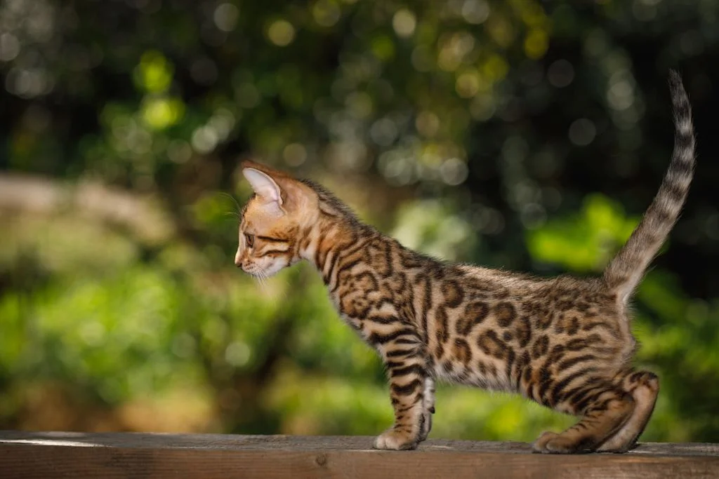Bengaalse kat staat op een balk buiten
