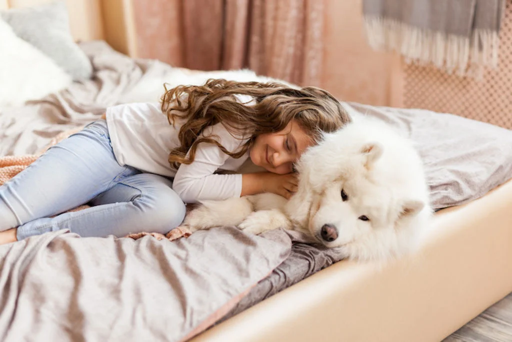 Meisje knuffelt met Samojeed op bed