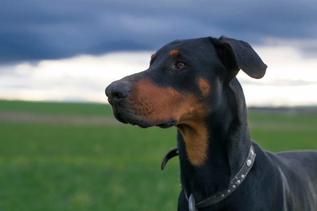 Close-up van staande Dobermann in buitenlucht 