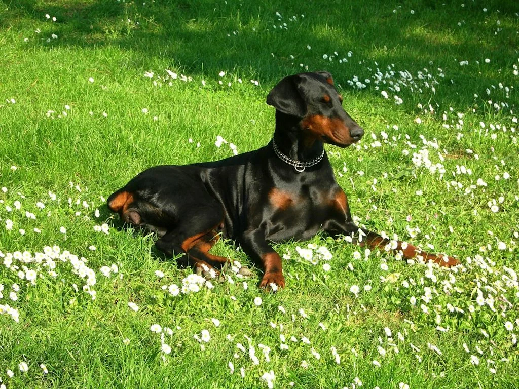 Dobermann ligt in een gazon met bloemetjes