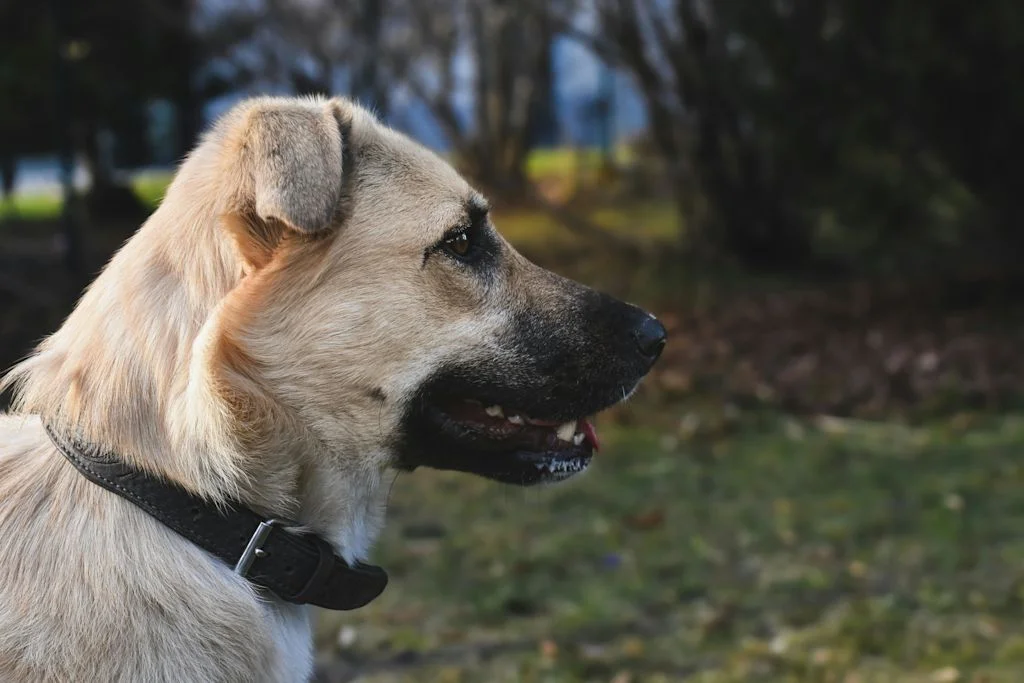 Close-up van het gezicht van een Anatolische herder