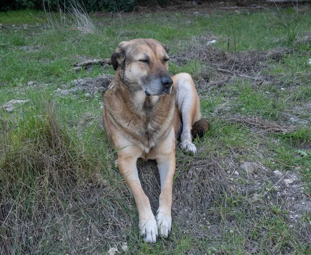 Oude Anatolische herder ligt in het gras