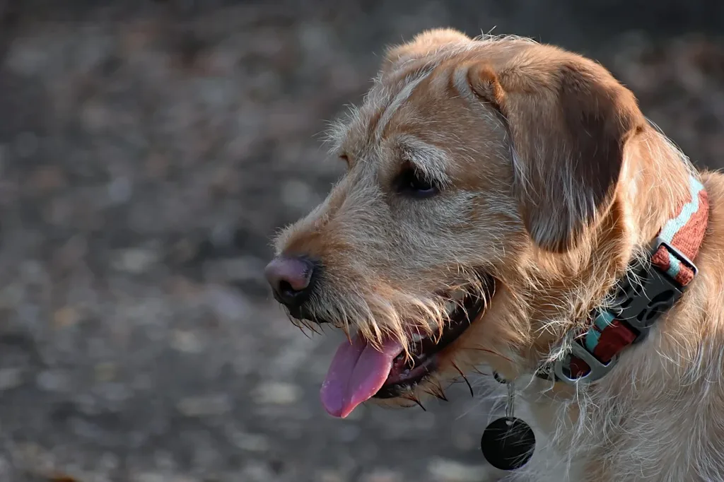 Hond heeft tong uit de bek