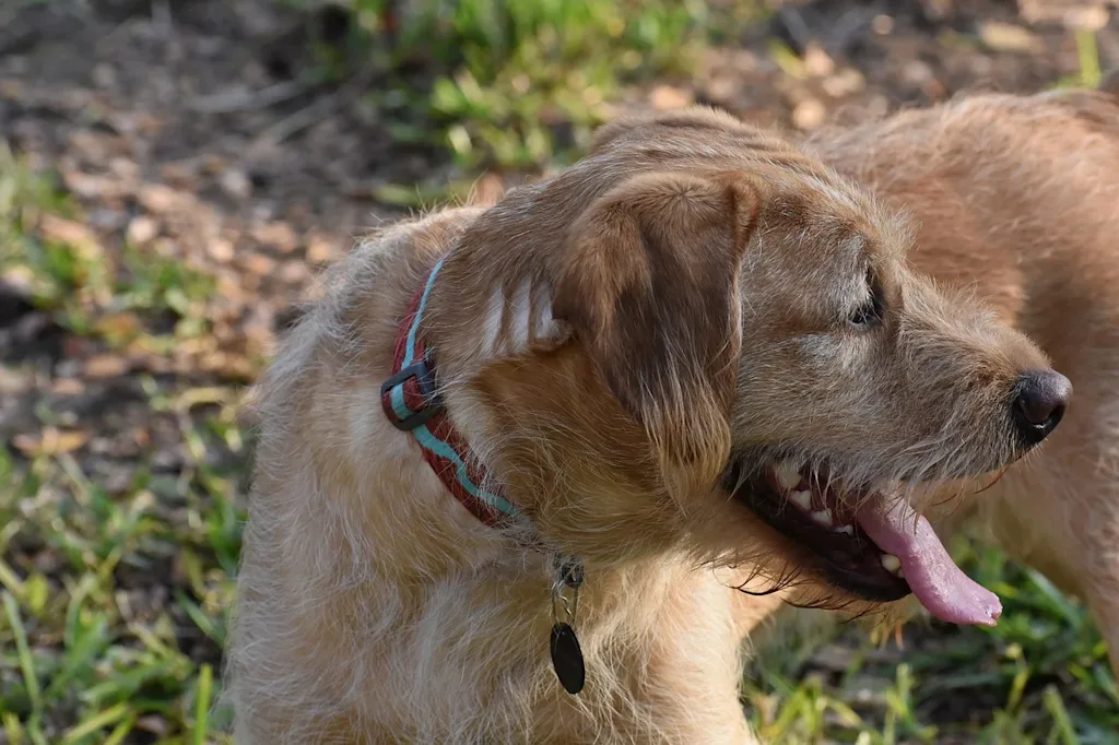 Oude hond staat met open bek buiten