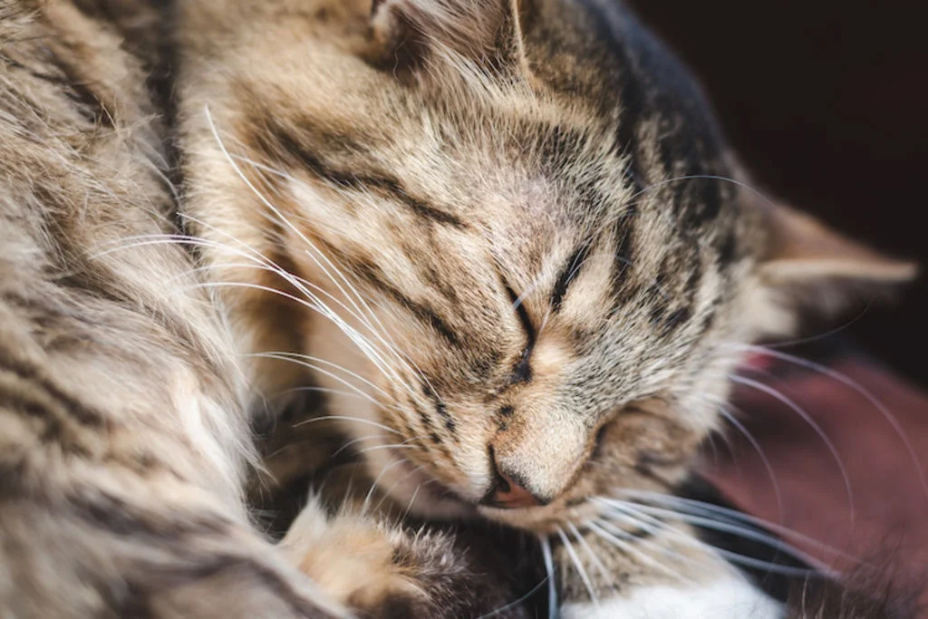 Close-up van het gezicht van een kat