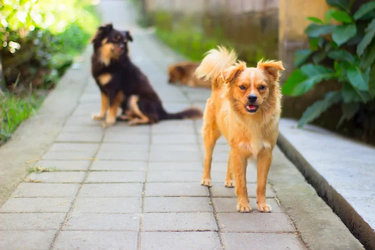 Drie honden op straat