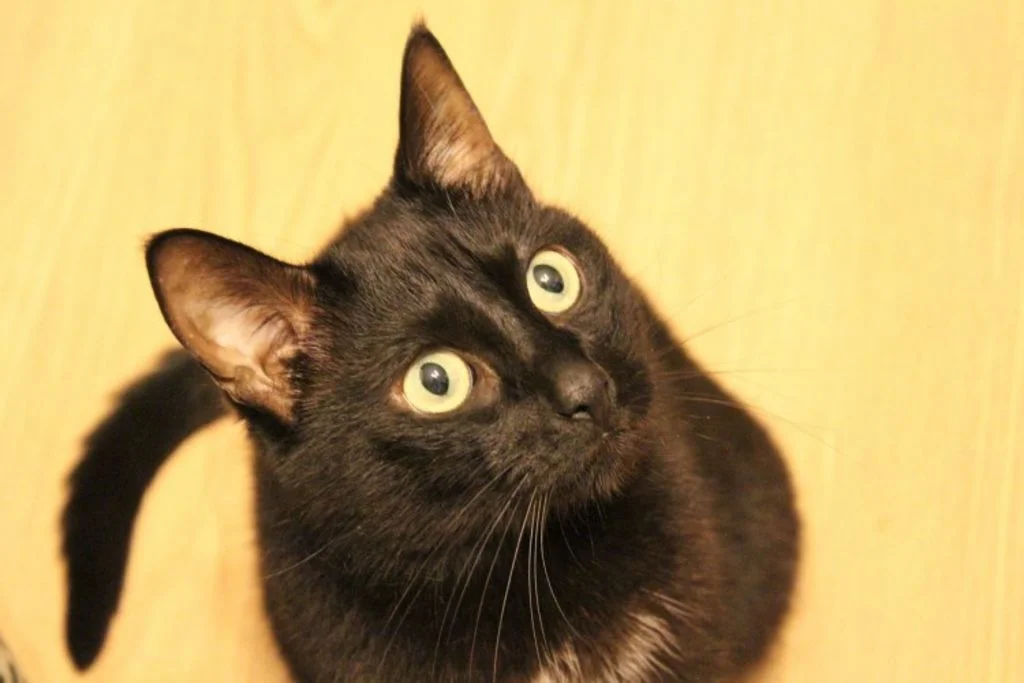 Zwarte kat kijkt omhoog