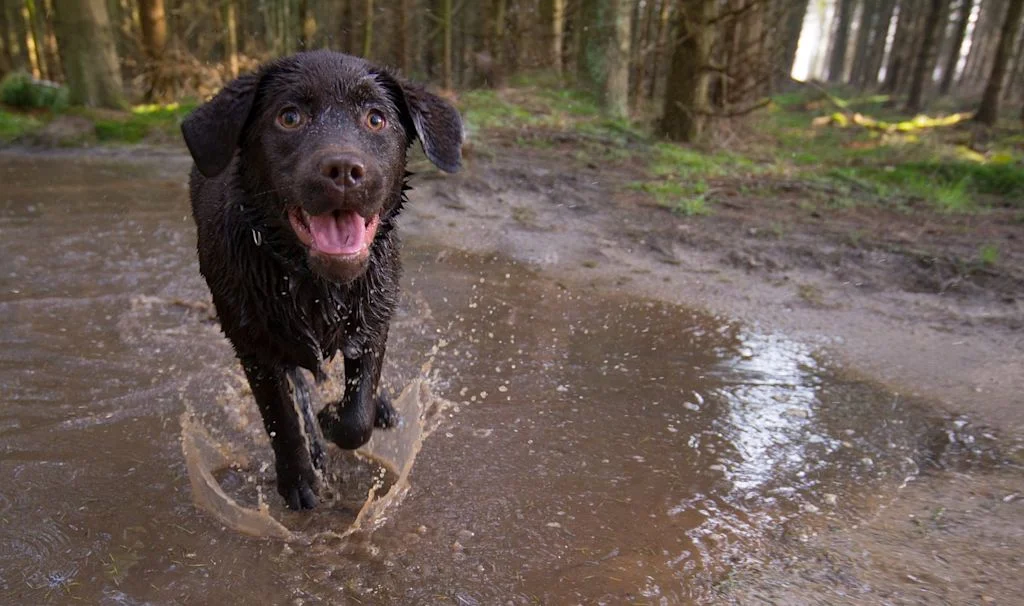 Zwarte hond loopt door water