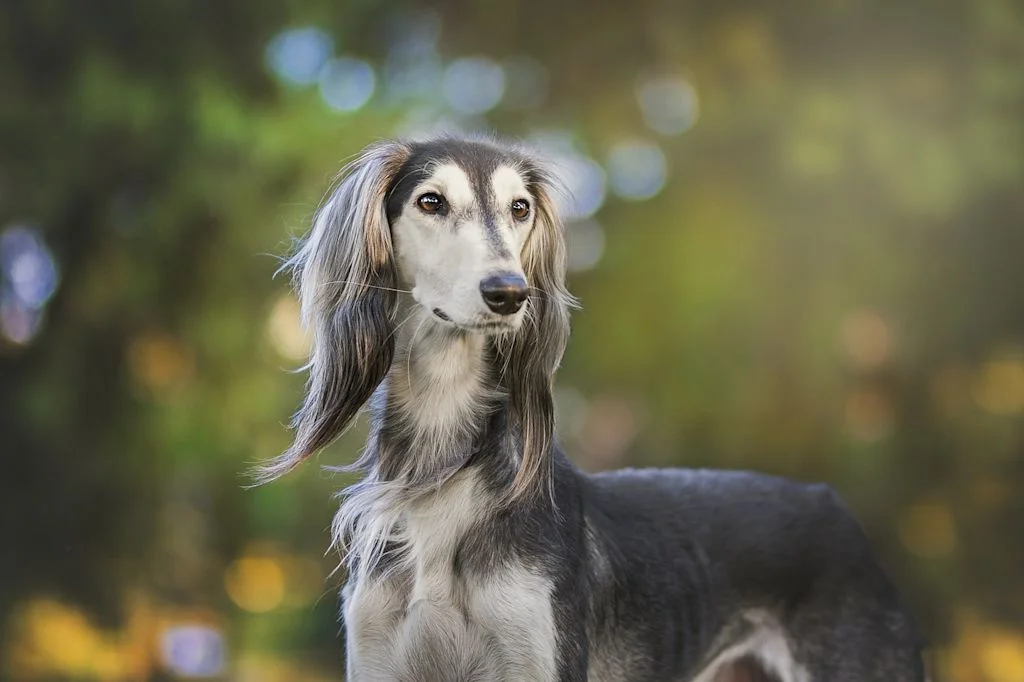 Staande langharige hond