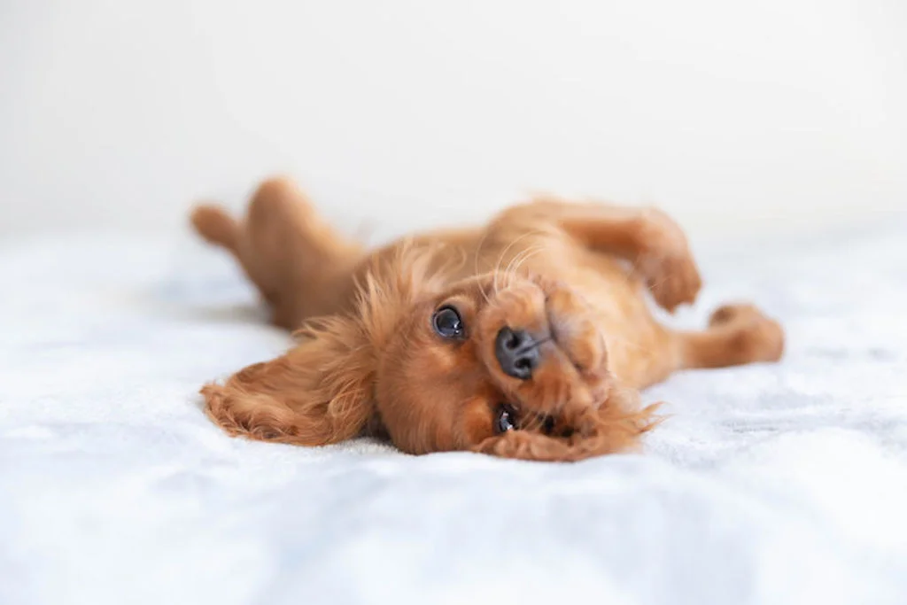 Kleine hond op bed
