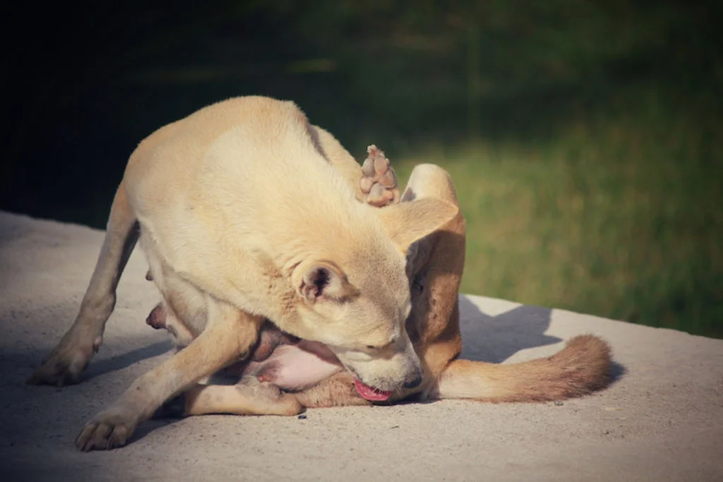 Vrouwelijke hond likt rond de anus
