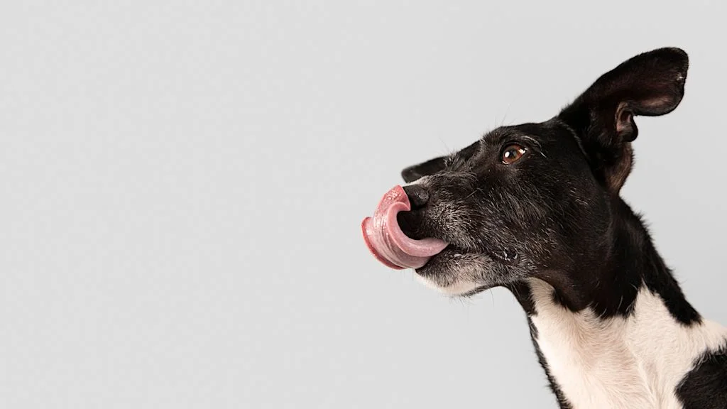 Oude hond likt zijn eigen neus