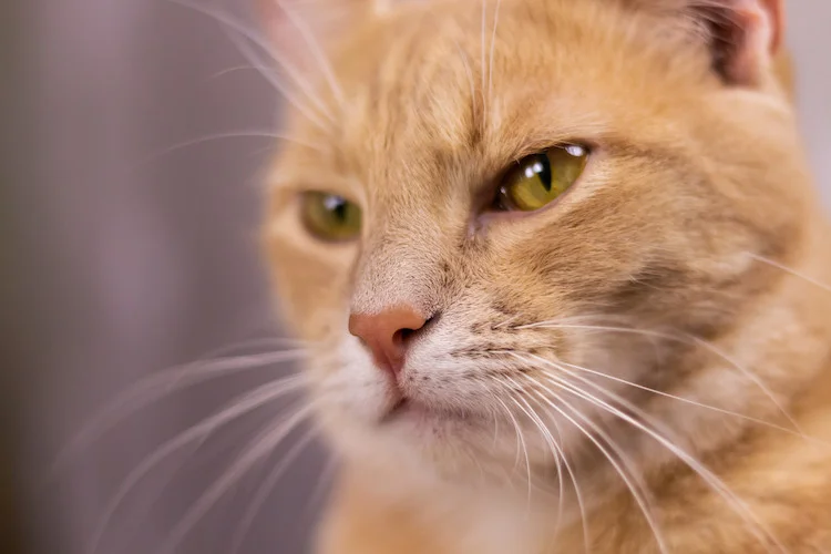 Close-up van het gezicht van een oranje kat