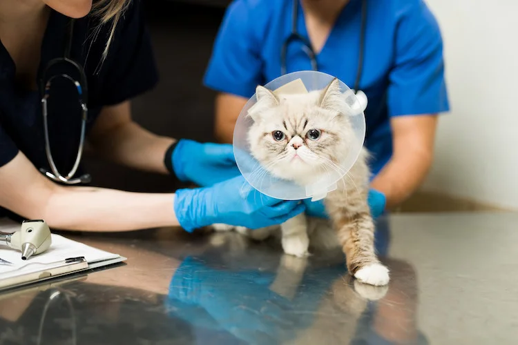 Kat met kraag wordt behandeld door twee dierenartsen