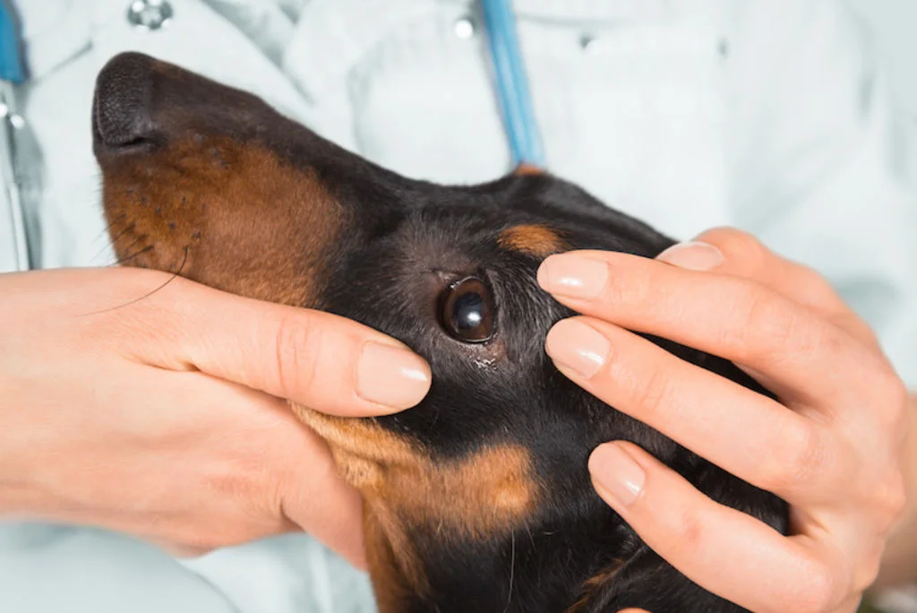 Dierenarts kijkt naar de oog van een hond