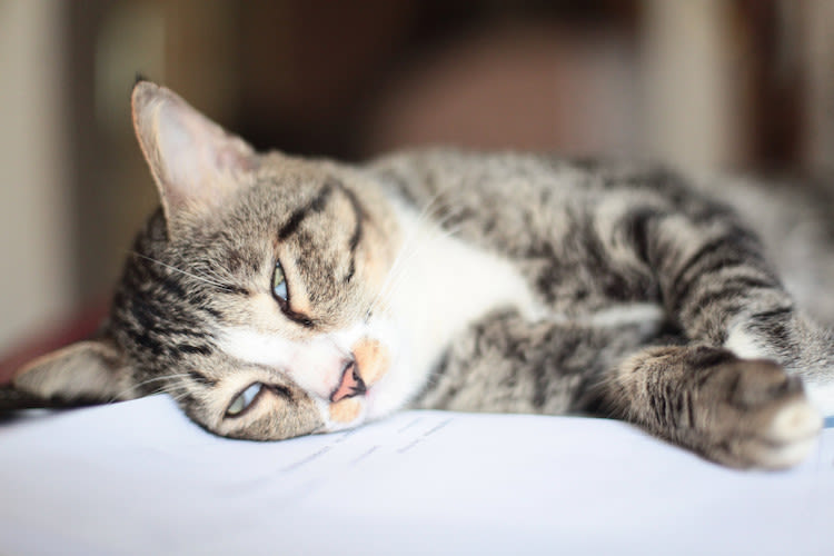 Longoedeem bij de kat