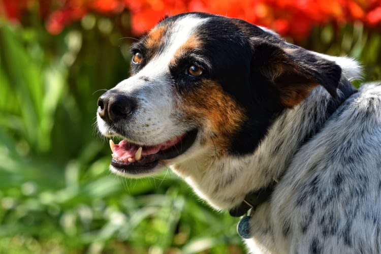 Jeuk bij honden 