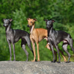 Drie Italiaanse windhonden