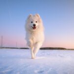 Samojeed in de sneeuw
