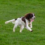 Rennende Springer Spaniel