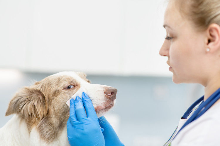 Cornea ulcus bij de hond  