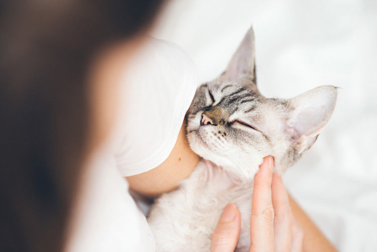 Cornea ulcus bij de kat