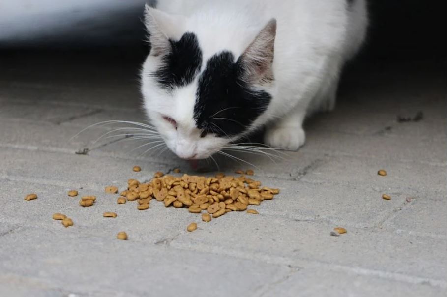 Een kat eet bruine brokjes
