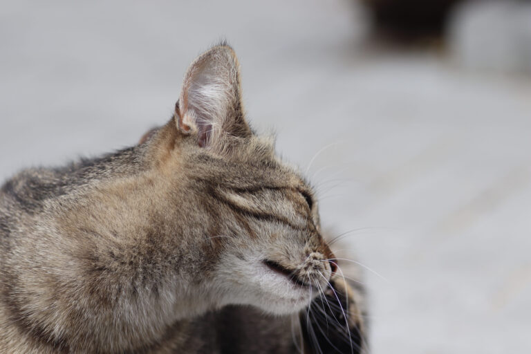 Quel est l&rsquo;anti-puce naturel le plus efficace pour un chat ?