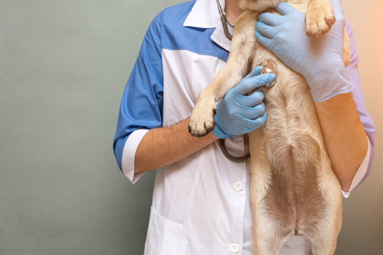 Soigner l&rsquo;hépatite chez le chien