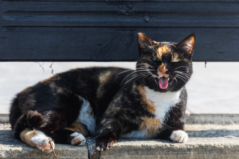 Comment protéger votre chat contre la canicule